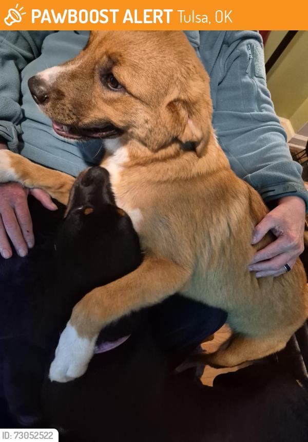 Found/Stray Male Dog last seen Quebec and 9th, Tulsa, OK 74112