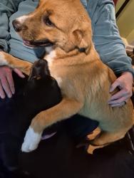 Found/Stray Male Dog last seen Quebec and 9th, Tulsa, OK 74112