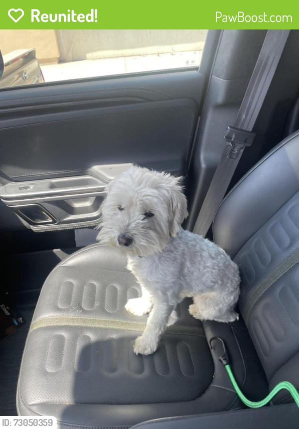 Reunited Female Dog last seen Crenshaw/Marine, Gardena, CA 90249
