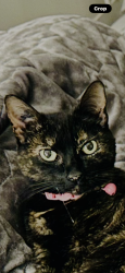 Lost Female Cat last seen Near East Dreamwood Circle Liberty Lake, Liberty Lake, WA 99019