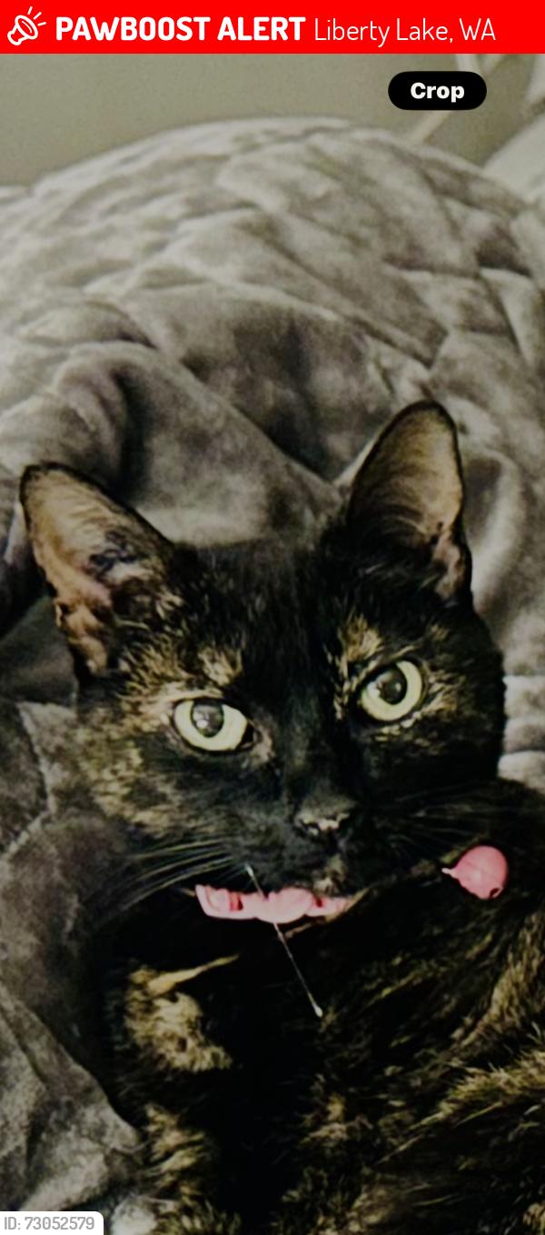 Lost Female Cat last seen Near East Dreamwood Circle Liberty Lake, Liberty Lake, WA 99019