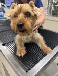 Found/Stray Male Dog last seen Freshly Mill Rd, Richland County, SC 29075