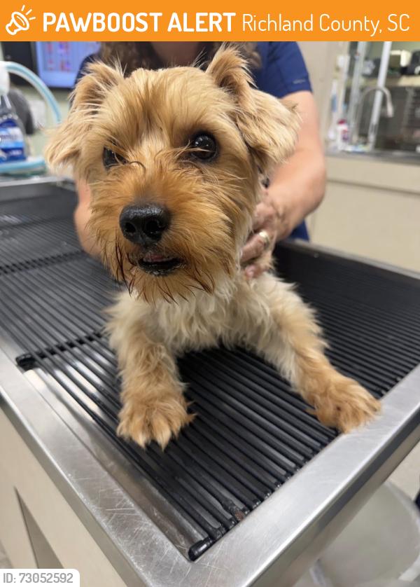 Found/Stray Male Dog last seen Freshly Mill Rd, Richland County, SC 29075