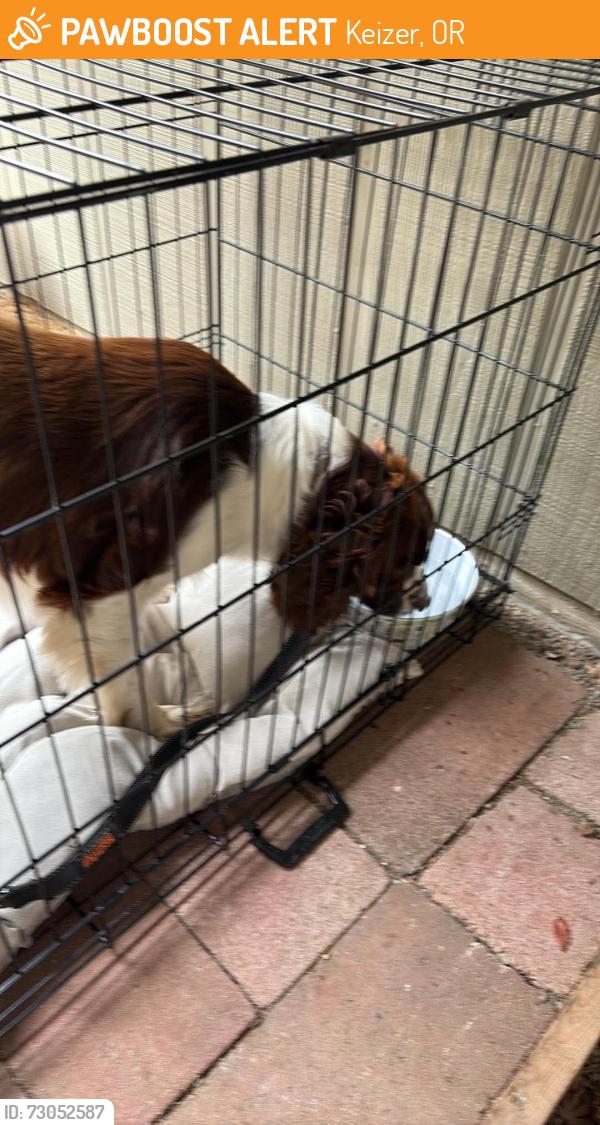 Found/Stray Unknown Dog last seen Dearborn and Noreen, Keizer, OR 97303