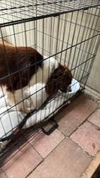 Found/Stray Unknown Dog last seen Dearborn and Noreen, Keizer, OR 97303