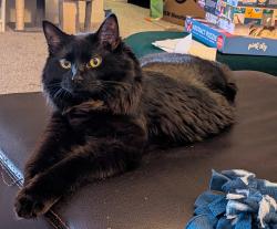 Reunited Male Cat last seen Near Portland Ave and Southcross, Burnsville, MN 55306
