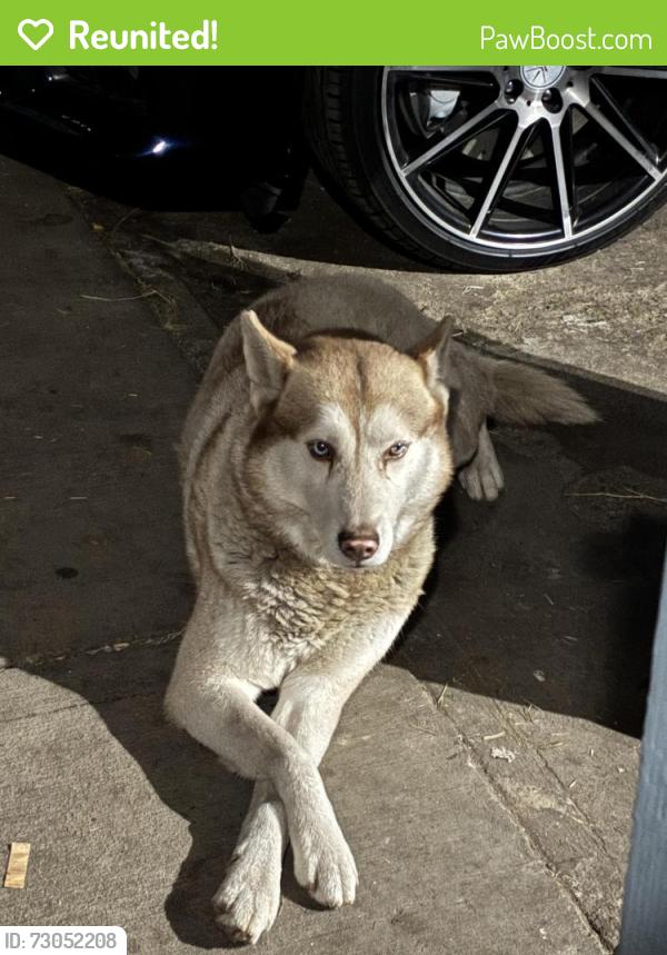 Reunited Male Dog last seen Near S White Ave, Pomona, CA 91766, USA, Pomona, CA 91766
