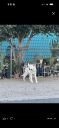 Lost Male Dog last seen Hesperia area and Victorville, Victorville, CA 92307