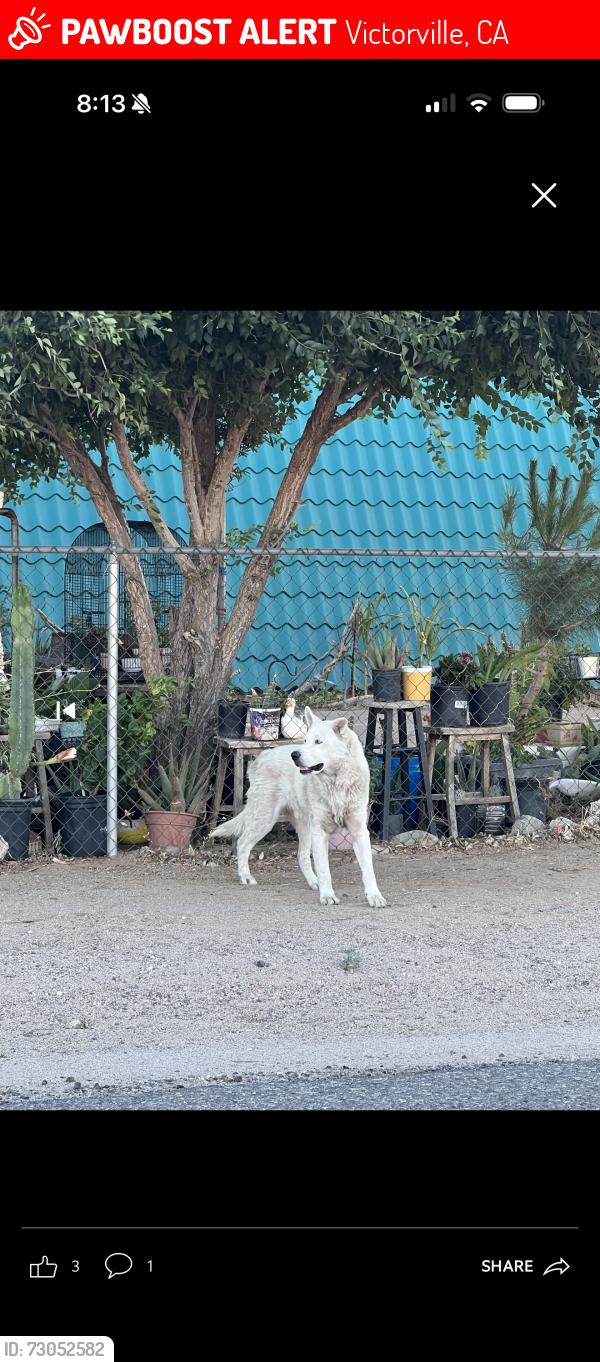Lost Male Dog last seen Hesperia area and Victorville, Victorville, CA 92307