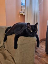 Lost Male Cat last seen Near Scholastic Dr, Charlotte, NC 28277, Charlotte, NC 28277