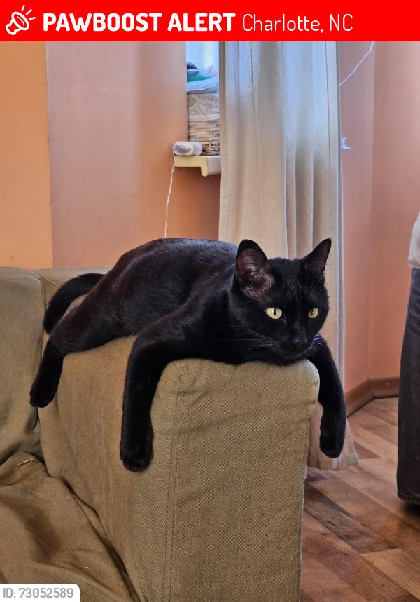 Lost Male Cat last seen Near Scholastic Dr, Charlotte, NC 28277, Charlotte, NC 28277