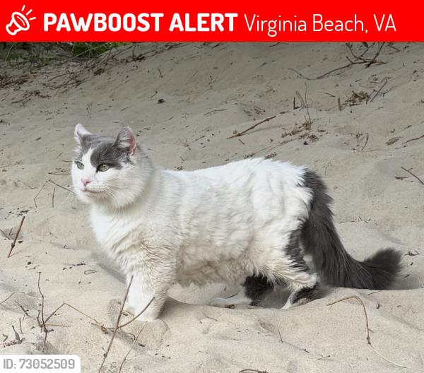 Lost Male Cat last seen Chic’s Beach behind HK on the Bay, Virginia Beach, VA 23455