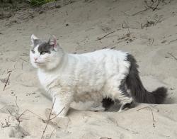 Lost Male Cat last seen Chic’s Beach behind HK on the Bay, Virginia Beach, VA 23455