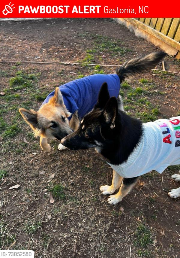 Lost Female Dog last seen Near Poston circle, Gastonia, NC 28052