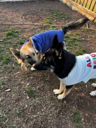 Lost Female Dog last seen Near Poston circle, Gastonia, NC 28052