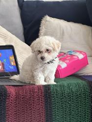 Lost Male Dog last seen 50th and Tejon, Denver, CO 80221