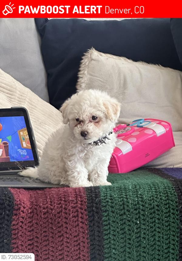Lost Male Dog last seen 50th and Tejon, Denver, CO 80221