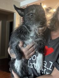 Reunited Female Dog last seen Clemwood, Orlando, FL 32803