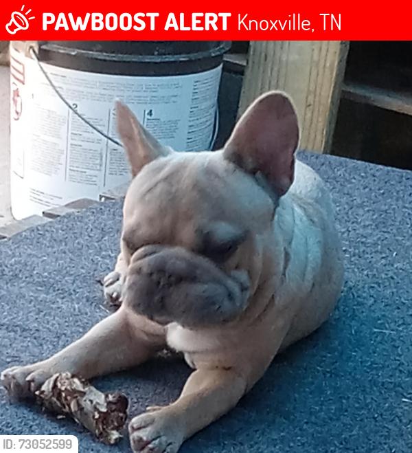 Lost Male Dog last seen Rifle range rd , Knoxville, TN 37918