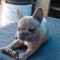 Lost Male Dog last seen Rifle range rd , Knoxville, TN 37918
