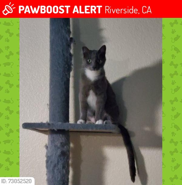 Lost Male Cat last seen San Rafael Arcangel Ln. near Santa Inez, Riverside, CA 92508