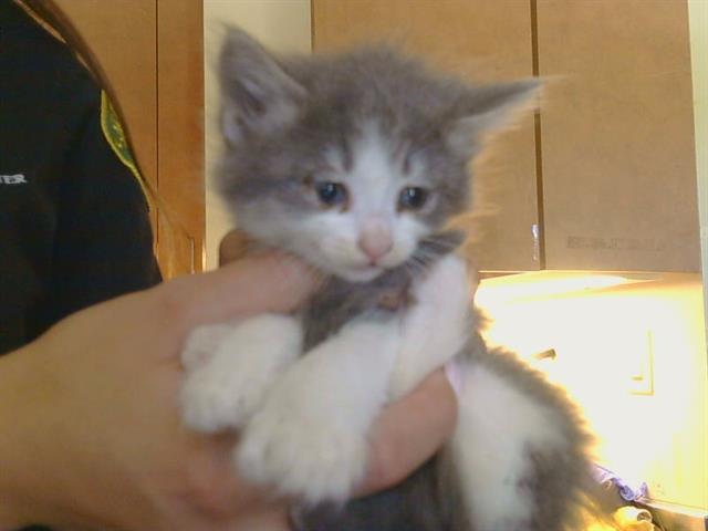Shelter Stray Female Cat last seen SUBARU CT/ZAMBRA WAY, 95826, 3839 Bradshaw Rd, Sacramento, CA 95827, USA