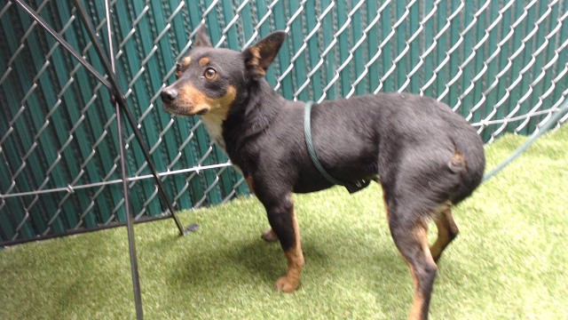 Shelter Stray Female Dog last seen , 11258 Garfield Ave, Downey, CA 90242, USA