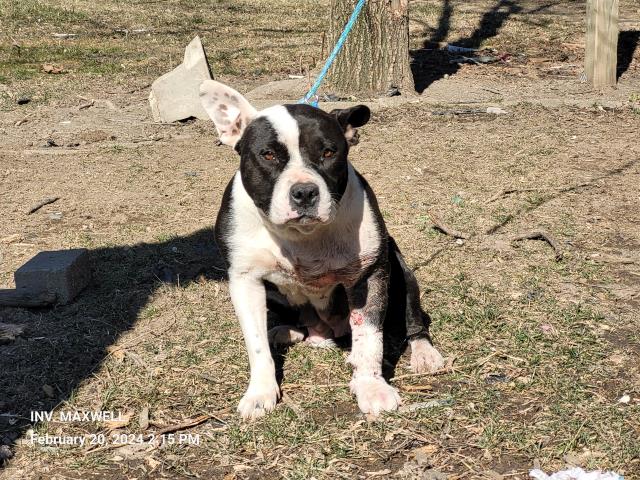 Shelter Stray Female Dog last seen Near BLOCK TRINITY ST, DETROIT, MI 48223, 7401 Chrysler Dr, Detroit, MI 48211, USA