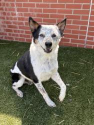 Shelter Stray Male Dog last seen Near BLOCK PINEWOOD ST, DETROIT, MI 48205, 7401 Chrysler Dr, Detroit, MI 48211, USA