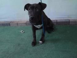 Shelter Stray Female Dog last seen , 4275 Elton St, Baldwin Park, CA 91706, USA