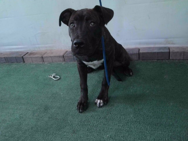 Shelter Stray Female Dog last seen , 4275 Elton St, Baldwin Park, CA 91706, USA