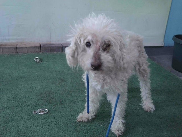 Shelter Stray Unknown Dog last seen , 4275 Elton St, Baldwin Park, CA 91706, USA