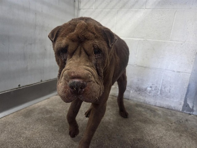 Shelter Stray Male Dog last seen Near BLOCK E 35TH, 333 Chandler Pl, San Bernardino, CA 92408, USA