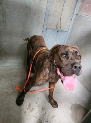 Shelter Stray Male Dog last seen E BASELINE ST X N SIERRA WAY, 333 Chandler Pl, San Bernardino, CA 92408, USA