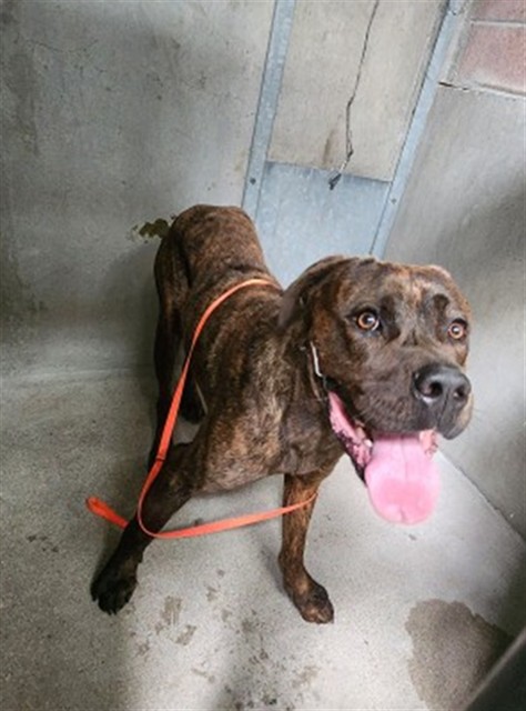 Shelter Stray Male Dog last seen E BASELINE ST X N SIERRA WAY, 333 Chandler Pl, San Bernardino, CA 92408, USA