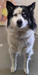 Shelter Stray Female Dog last seen E 40TH ST X N WATERMAN AVE, 333 Chandler Pl, San Bernardino, CA 92408, USA