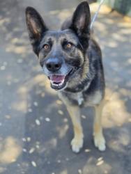 Shelter Stray Female Dog last seen 14TH AND LAGUNA AVE, 333 Chandler Pl, San Bernardino, CA 92408, USA