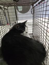 Shelter Stray Female Cat last seen , 1850 W 60th St, Los Angeles, CA 90047, USA