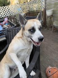 Reunited Female Dog last seen Lower Rocky point road , Sound Beach, NY 11789