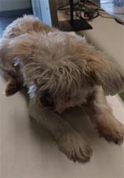 Shelter Stray Female Dog last seen , 1850 W 60th St, Los Angeles, CA 90047, USA