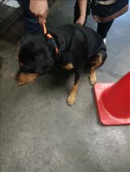 Shelter Stray Unknown Dog last seen , 1850 W 60th St, Los Angeles, CA 90047, USA