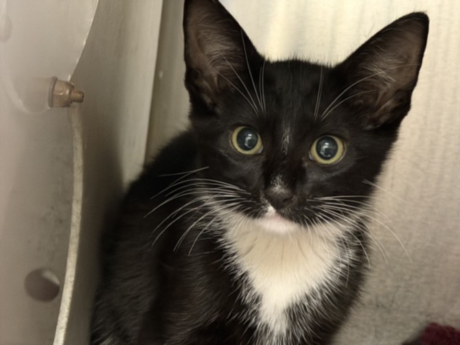 Shelter Stray Male Cat last seen , 957 N Gaffey St, San Pedro, CA 90731, USA