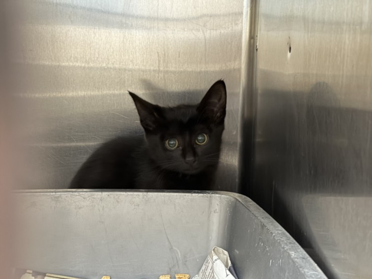 Shelter Stray Male Cat last seen , 957 N Gaffey St, San Pedro, CA 90731, USA