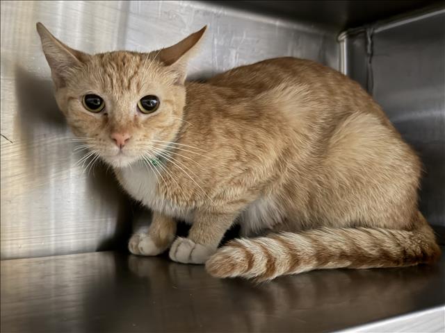 Shelter Stray Female Cat last seen , 1850 W 60th St, Los Angeles, CA 90047, USA