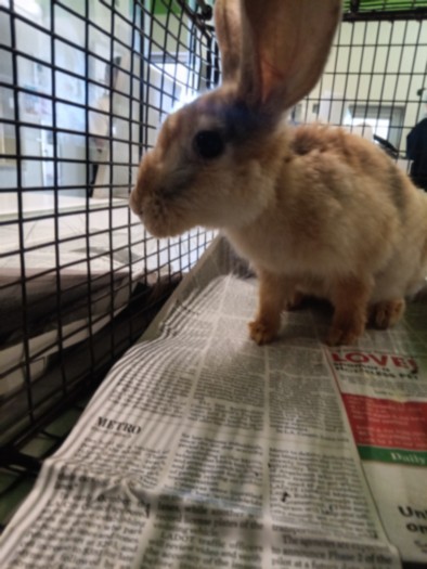 Shelter Stray Male Other last seen , 1850 W 60th St, Los Angeles, CA 90047, USA