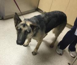 Shelter Stray Male Dog last seen Near BLOCK LEE RD, PERRIS, CA, 6851 Van Buren Boulevard, Jurupa Valley, CA 92509, USA