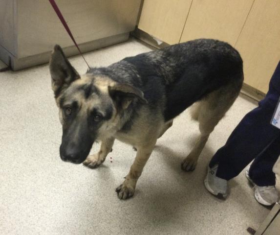 Shelter Stray Male Dog last seen Near BLOCK LEE RD, PERRIS, CA, 6851 Van Buren Boulevard, Jurupa Valley, CA 92509, USA