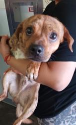 Shelter Stray Male Dog last seen , 1850 W 60th St, Los Angeles, CA 90047, USA