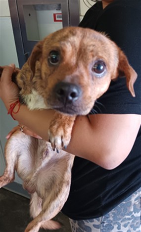 Shelter Stray Male Dog last seen , 1850 W 60th St, Los Angeles, CA 90047, USA