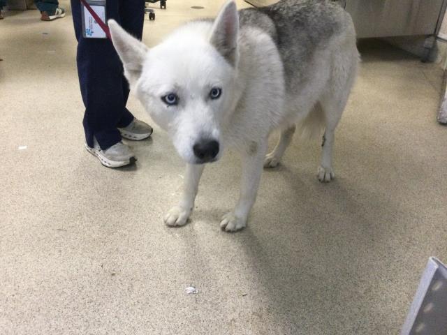 Shelter Stray Female Dog last seen Near BLOCK RECHE CANYON RD, COLTON, 6851 Van Buren Boulevard, Jurupa Valley, CA 92509, USA